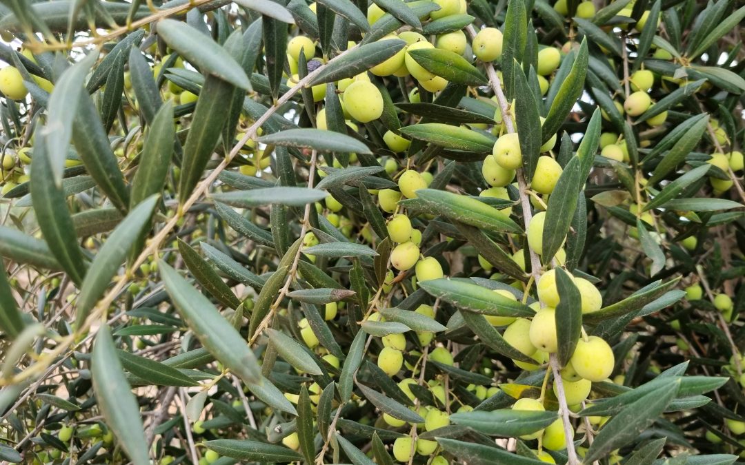 Seminario de cierre: Programa de Transferencia Tecnológica para un Modelo de Producción de Aceite de Oliva Sustentable Energética y Ecológicamente para la Pequeña Olivicultura de Elqui y Limarí”