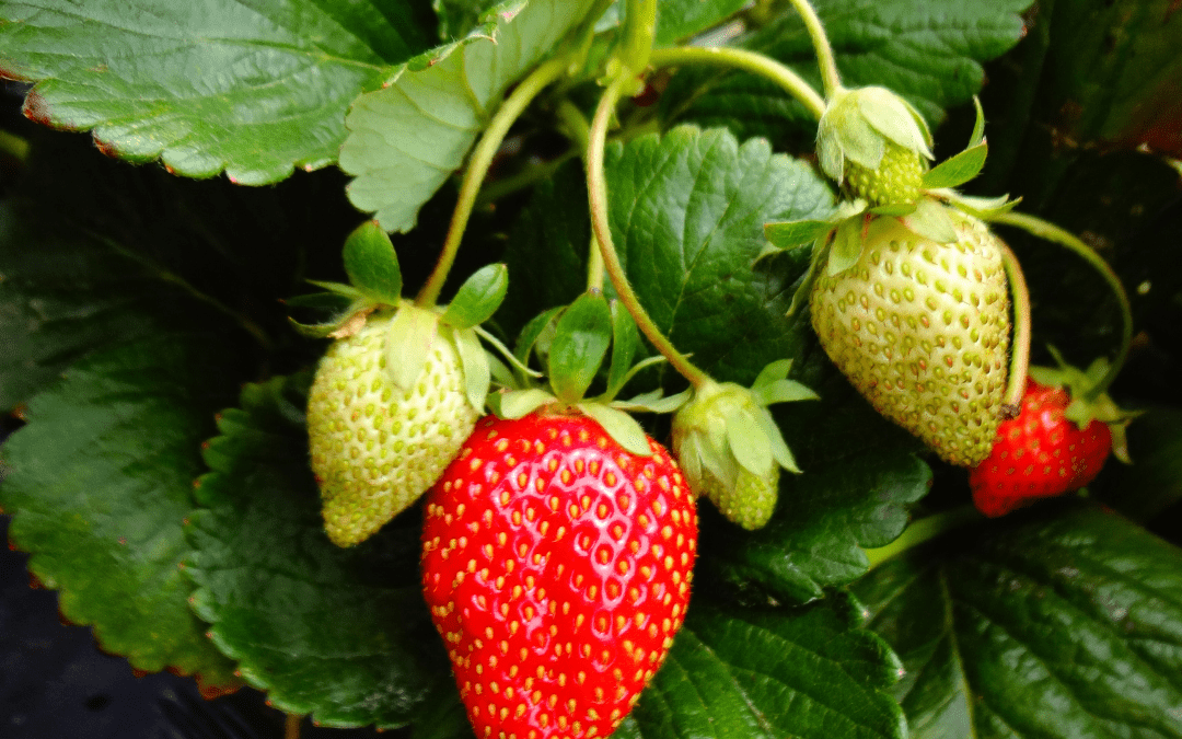 Invitan a capacitación sobre manejo sustentable de la frutilla en Santo Domingo, Región de Valparaíso