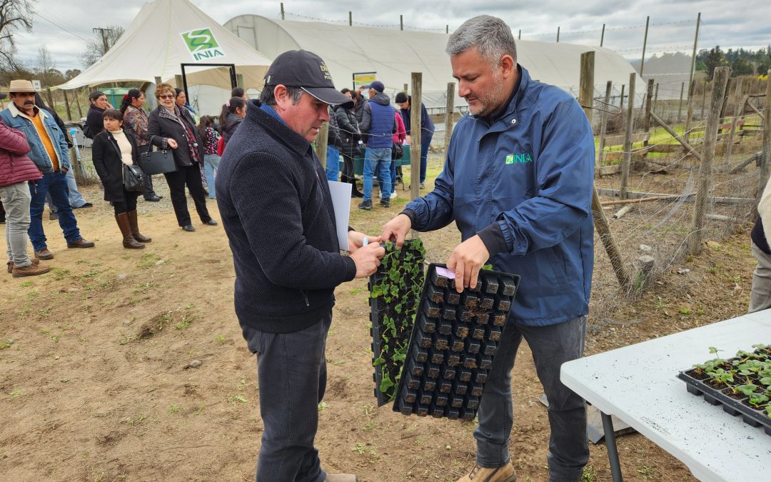 INIA Raihuén entrega plantas de frutilla a agricultores del Maule