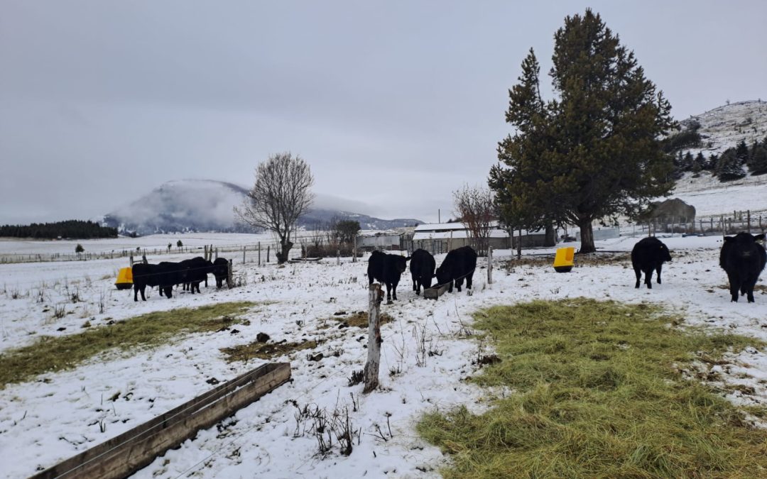 Transformando residuos cerveceros en alimento ganadero: INIA en Aysén desarrolla ensayo con pellet y ensilaje de orujo en bovinos