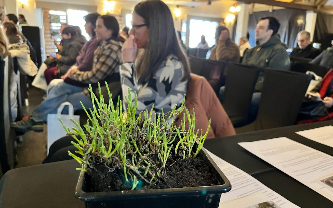 En seminario organizado por INIA-FIA: Región de Magallanes proyecta a la salicornia  como nuevo recurso alimentario sostenible