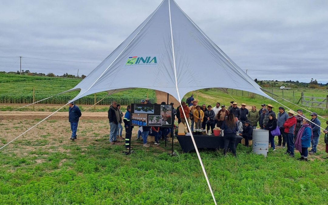 Investigación y territorio se vinculan en Día de Campo INIA Hidango 2025