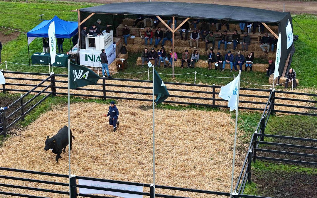 En su Día del Toro INIA La Pampa rematará 42 toros y 26 vaquillas Angus finos inscritos