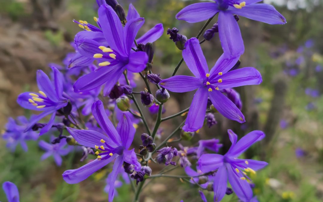 El desierto que florece: un tesoro efímero y único que ocurre en Chile