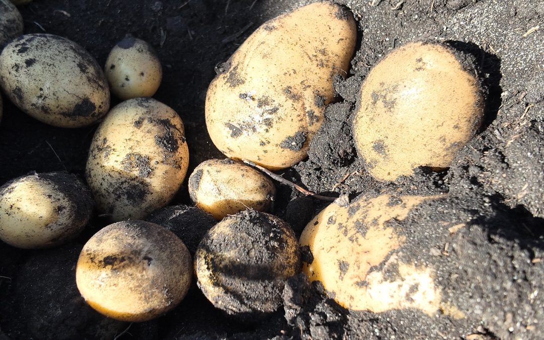 Pulso Agroclimático octubre: expertos alertan por la posible aparición de enfermedades fungicidas en los cultivos