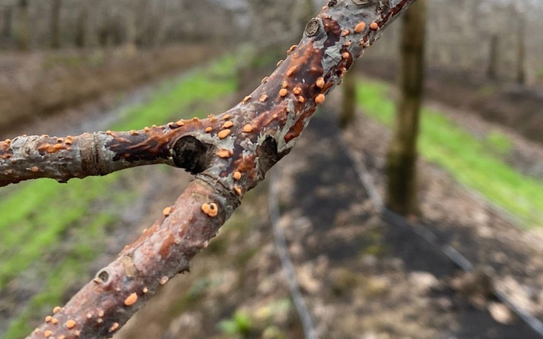 Condiciones climáticas aumentan riesgo de hongos en frutales: INIA impulsa tecnologías de detección y alerta temprana
