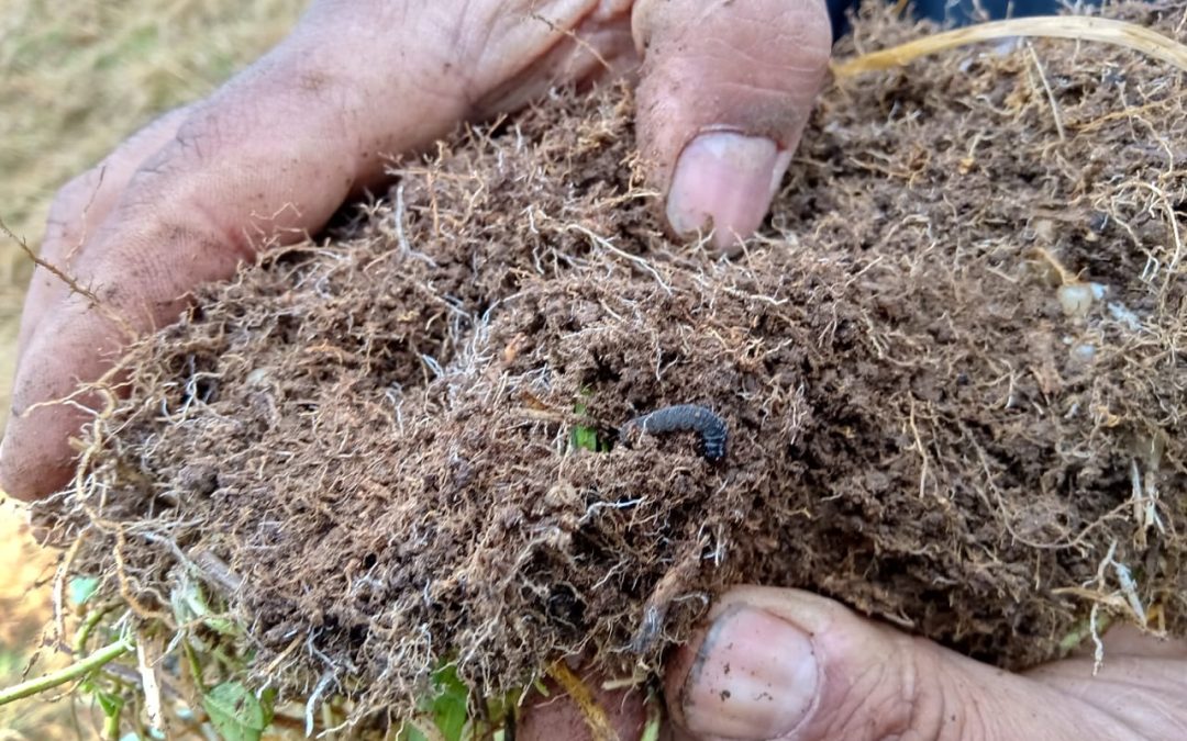 INIA Kampenaike abordará amenaza de  la cuncunilla negra en la ganadería austral
