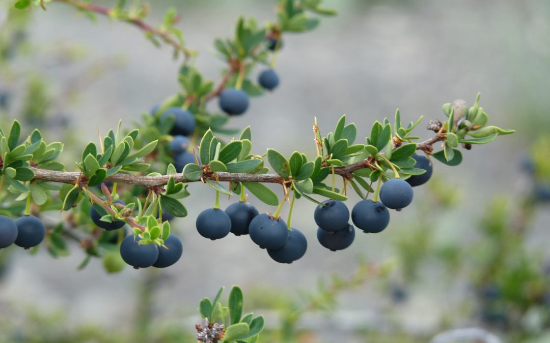 Hecho inédito en la Patagonia: INIA Kampenaike crea banco vivo de calafate