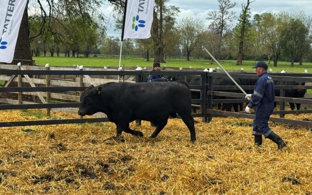 Exitoso Día del Toro 2025: se remataron más de 40 toros y 26 vaquillas Angus