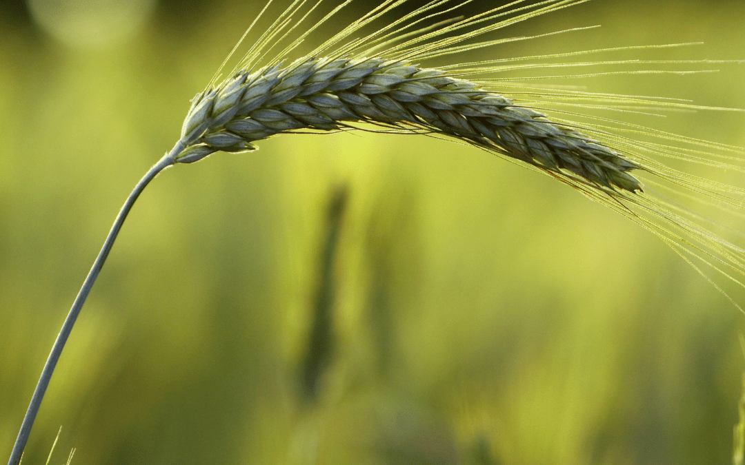 INIA invita a productores y productoras de  triticale a participar en encuesta nacional