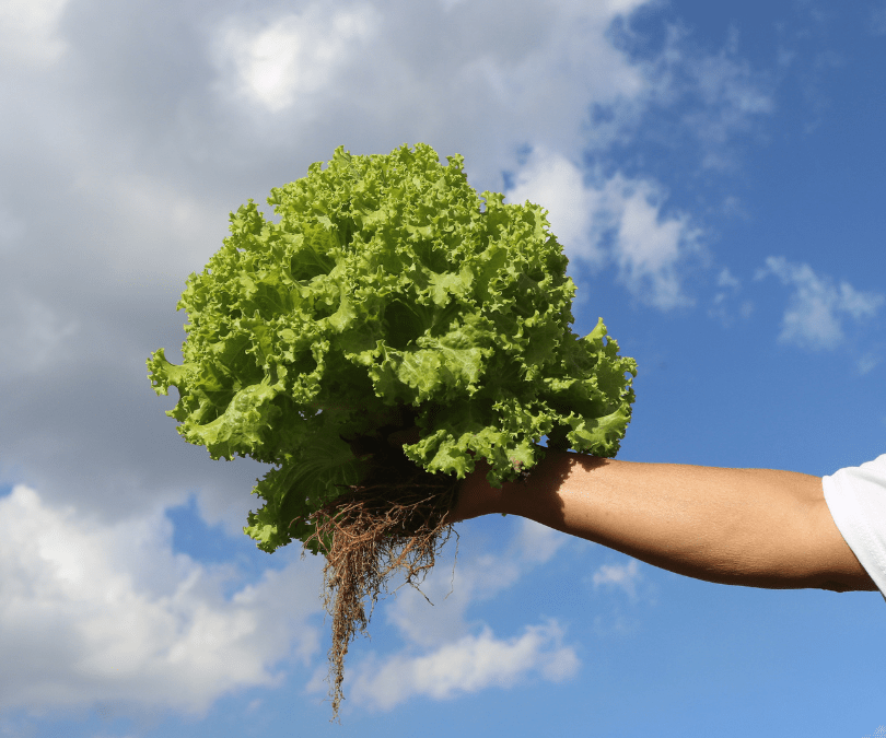 INIA presenta nuevo informativo sobre  agroecología: ciencia, territorio y futuro sostenible