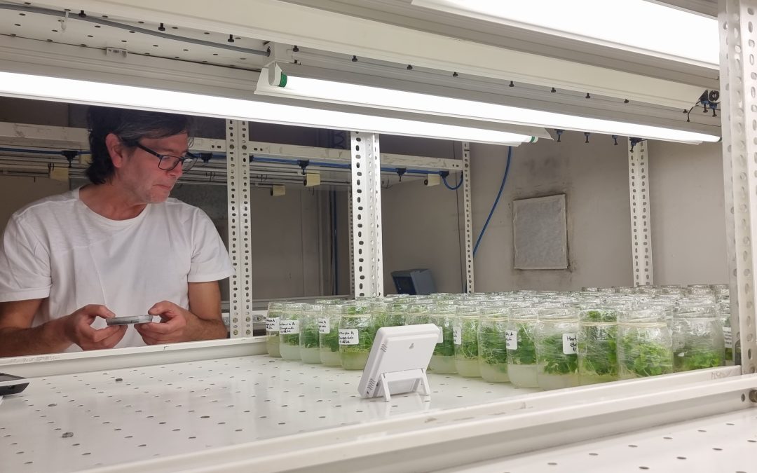 La edición génica en frutales marca la  presencia de INIA en Fruittrade 2025