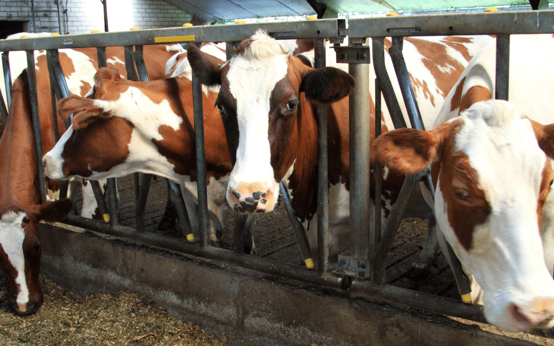 INIA Chile y la Universidad de Turín desarrollan estudio  sobre el uso de insectos en la alimentación de rumiantes
