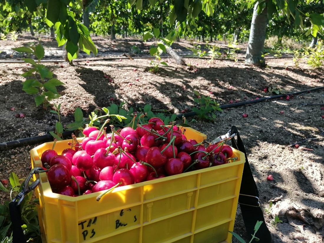 Cerezas-1