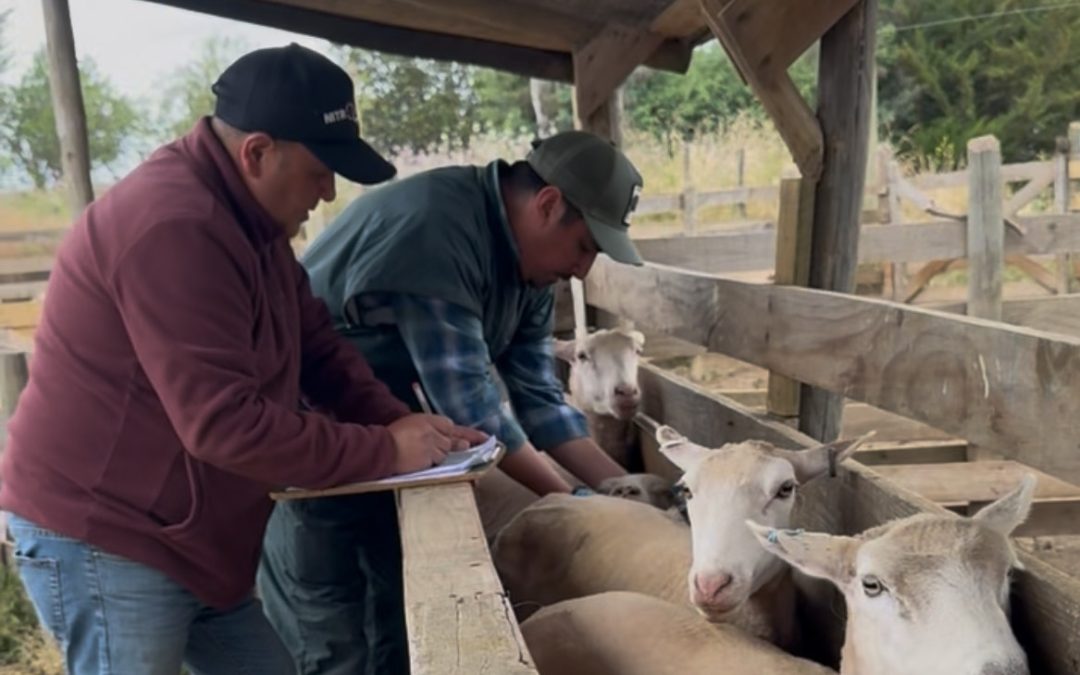 INIA inicia trabajos de investigación para mejorar índices reproductivos de la raza ovina Hidango en O’Higgins