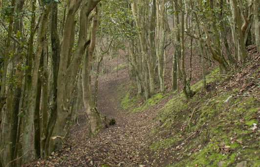 Miniatura Webinar bosque relicto Santa Inés