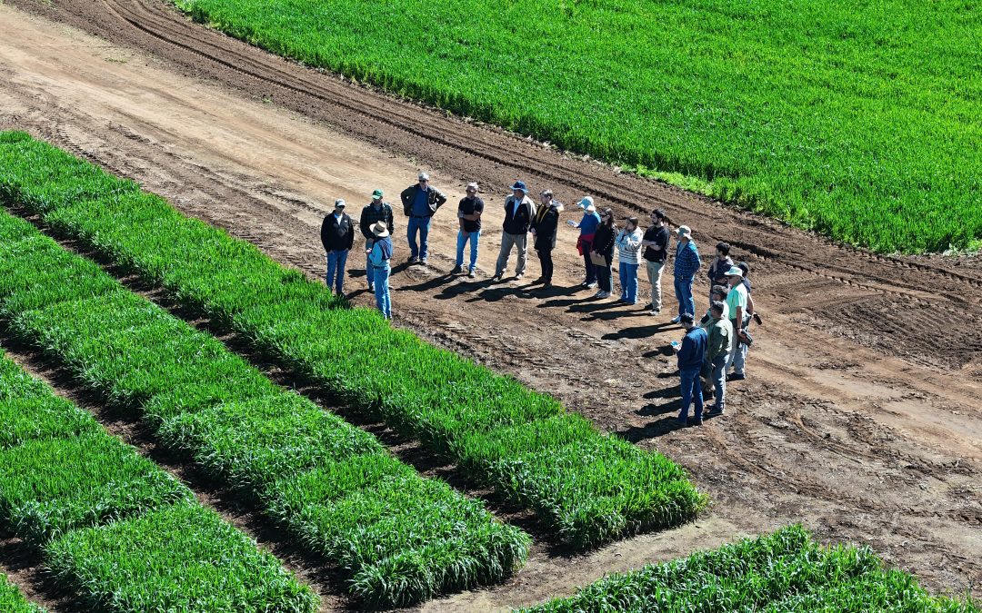 Delegación argentina visita INIA Carillanca para conocer avances del Programa de Mejoramiento de Trigo