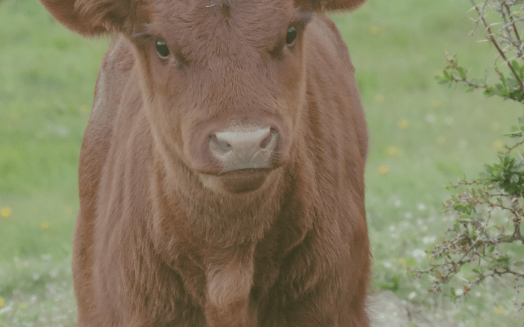 INIA Kampenaike invita al tradicional “Día del Toro” en Punta Arenas