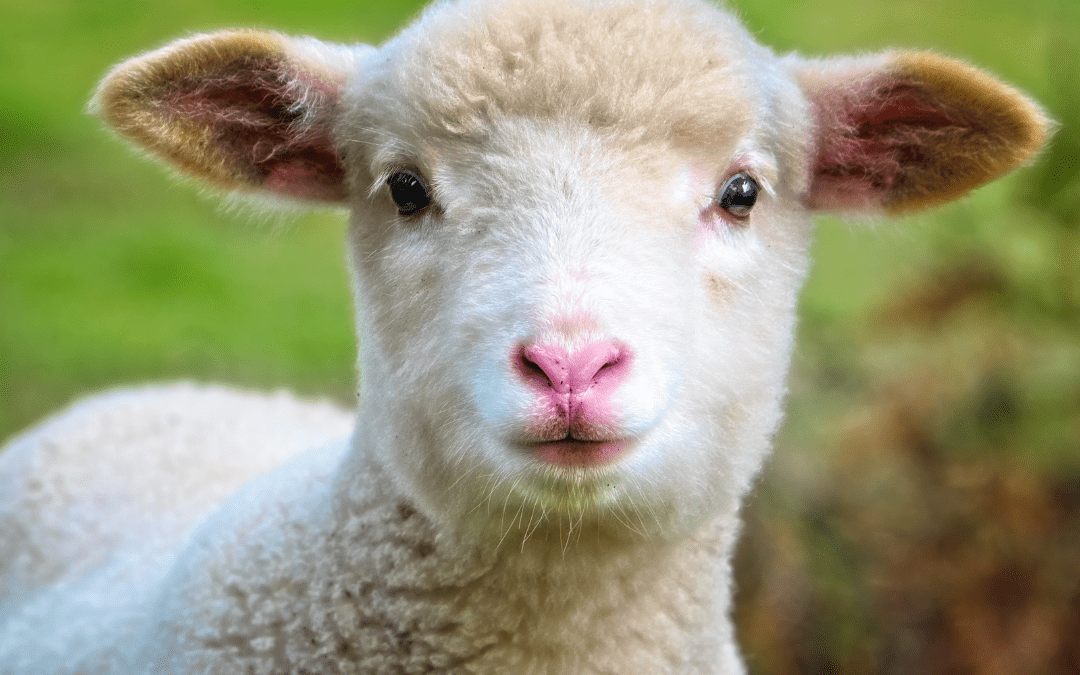 INIA Kampenaike invita a su primer curso sobre Bienestar Animal para encargados/as de campo