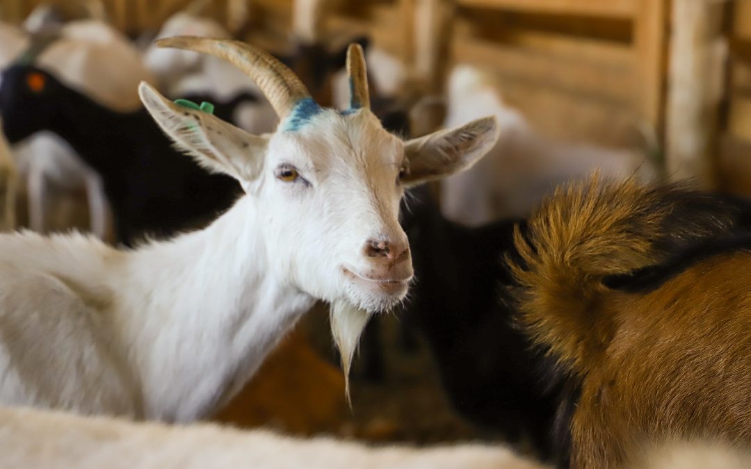 INIA Intihuasi impulsa la producción caprina con transferencia tecnológica integral