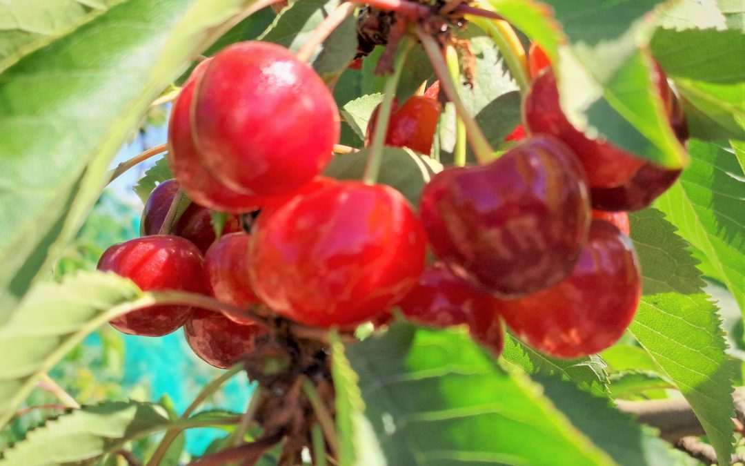 INIA Rayentué impulsa  innovación clave para el cerezo