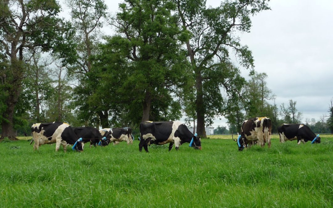 Investigadores del INIA inician nuevo ensayo para reducir emisiones de metano en vacas lecheras en pastoreo
