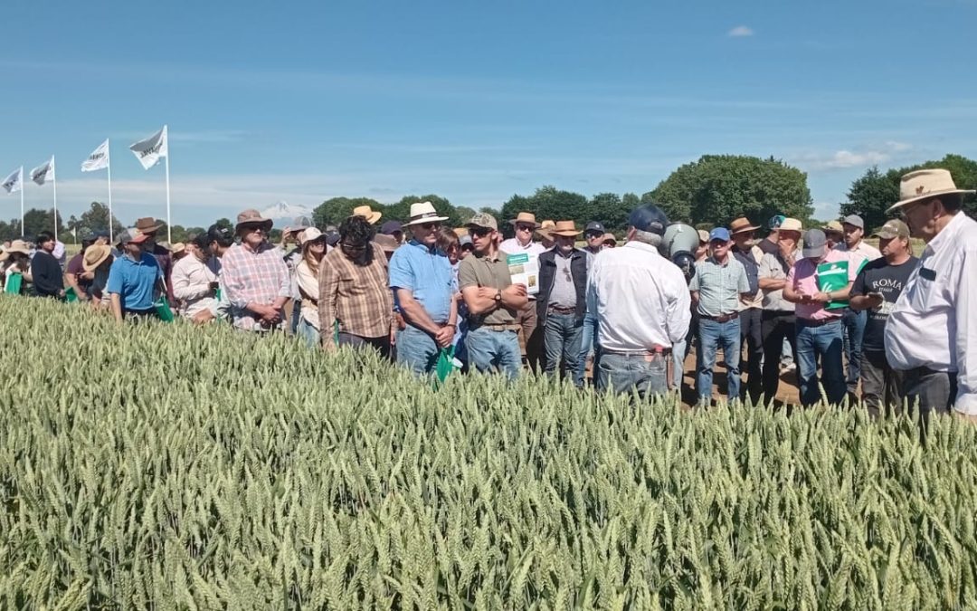 INIA Carillanca lanza oficialmente GALACTIKO INIA: nueva variedad de trigo invernal