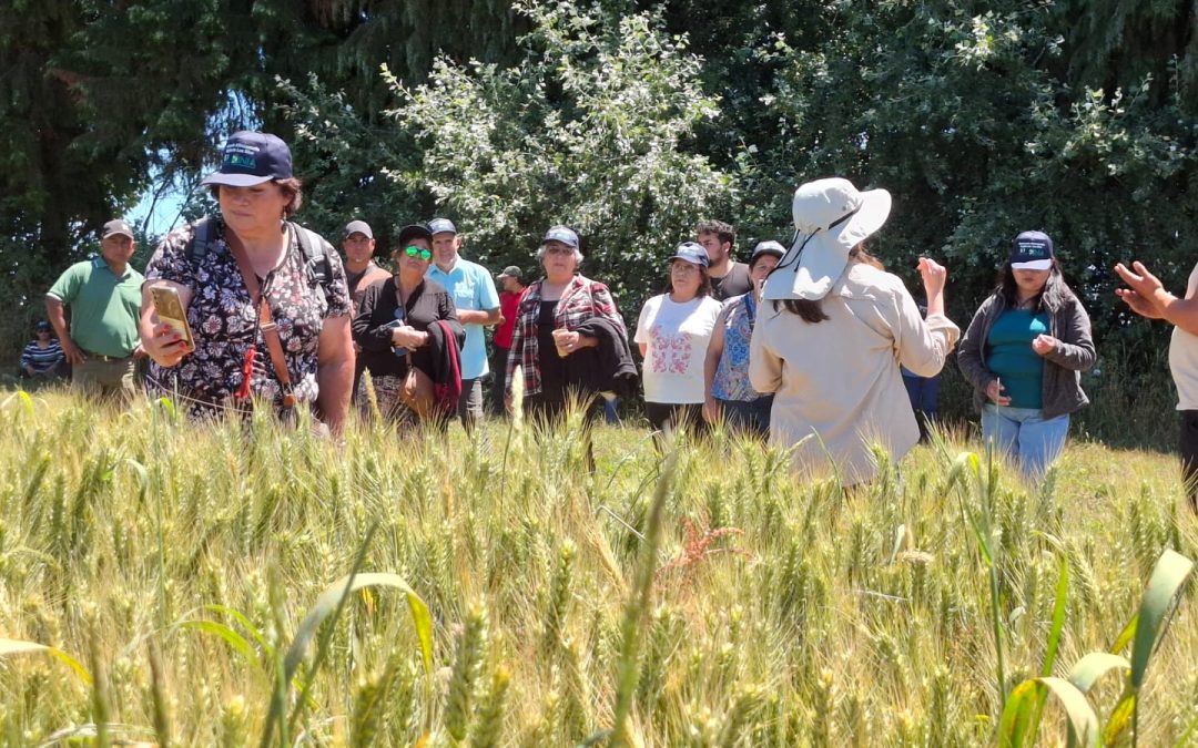 Exitoso día de campo abordó la producción de trigo, quínoa y legumbres para la soberanía alimentaria en Los Ríos