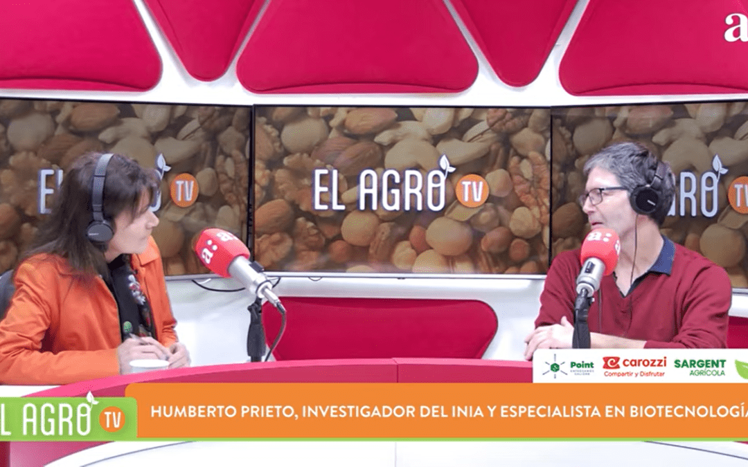 INIA aborda en El Agro TV los avances en mejoramiento genético del arroz chileno para enfrentar el cambio climático