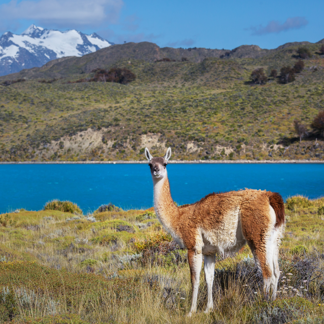 guanaco (2)