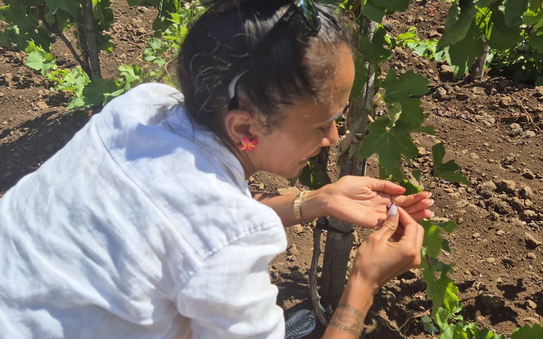 En Rapa Nui: investigadora de INIA apoya proyecto vitivinícola tras detectar daño en vides del vino Manutahi