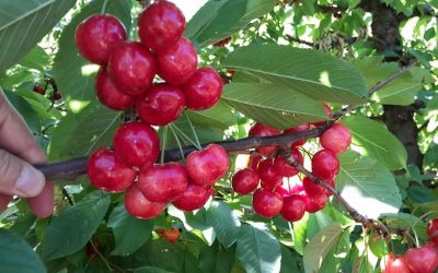 Cerezas en Ñuble