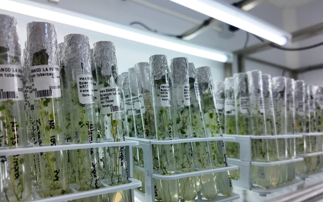 Fortaleciendo los bancos nacionales de germoplasma mediante la genómica y la colaboración regional