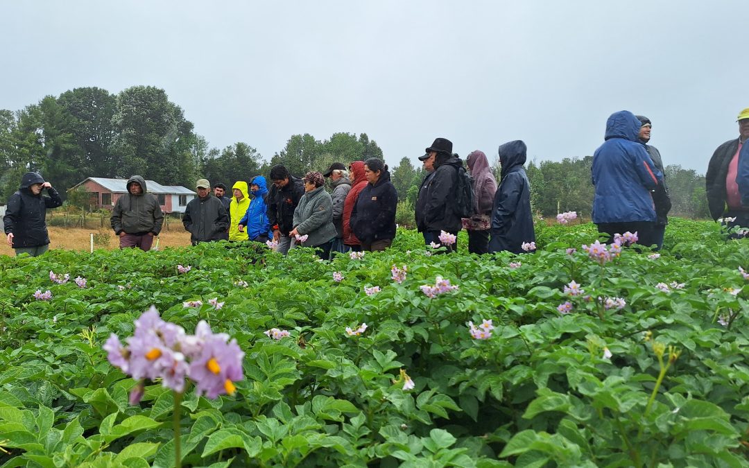 INIA desarrolla días de campo en Chiloé para reducir el uso de plaguicidas químicos en el cultivo de papa