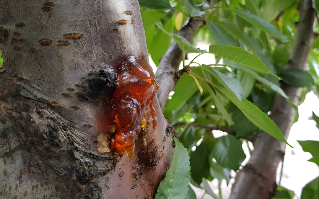 INIA publica en prestigiosa revista científica estudio clave sobre cáncer bacterial del cerezo