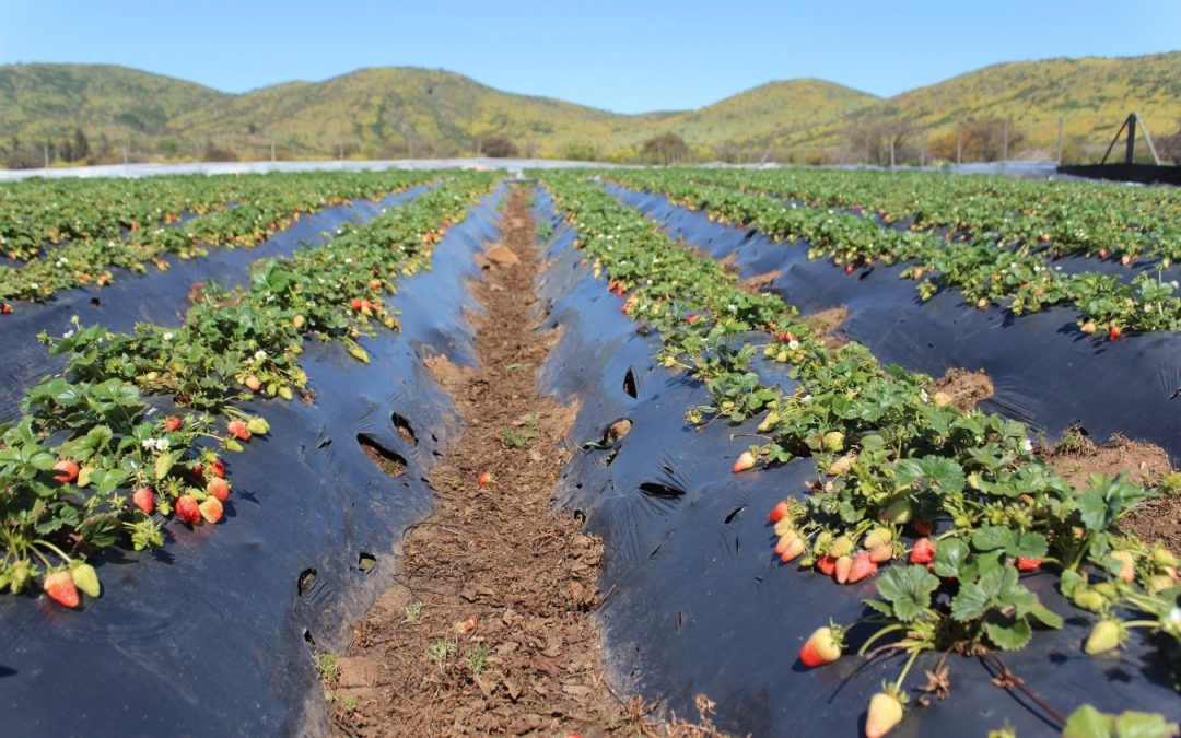 Científicos INIA avanzan en el desarrollo de un sistema de preservación biológico para la calidad de la frutilla