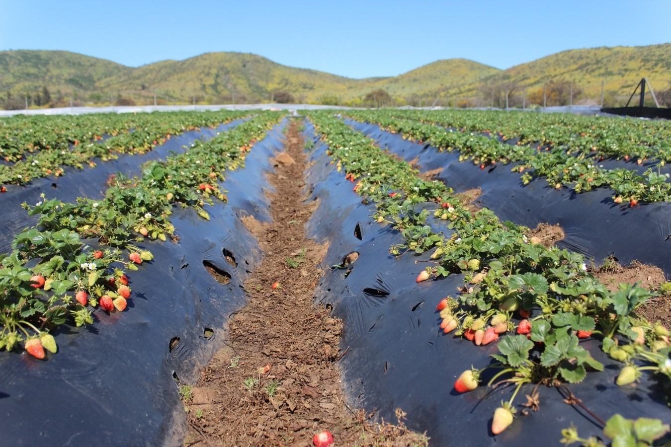 Ensayos del sistema biológico se desarrollaron en plantaciones de frutilla en San Pedro de Melipilla, evaluando el efecto de las levaduras en frutos