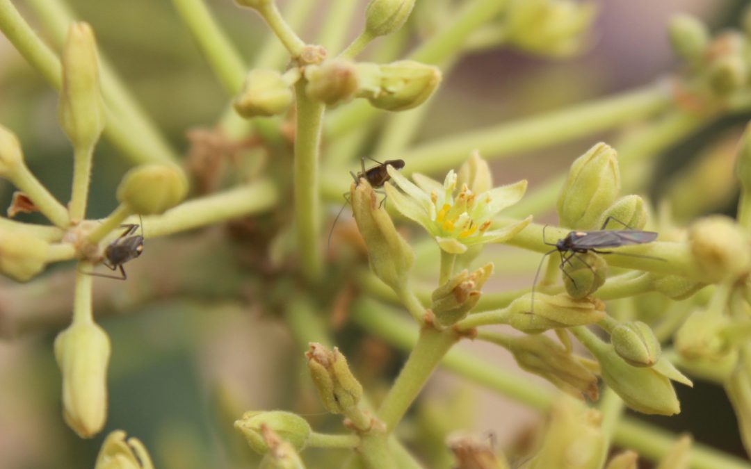 Estudio INIA confirma que mantener vegetación nativa en paltos atrae diversidad de polinizadores nativos