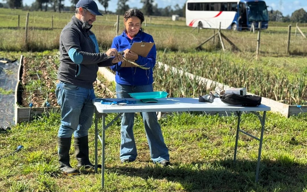 Avances en investigación abren oportunidades para el cultivo de cebolla en las regiones de Los Ríos y Los Lagos