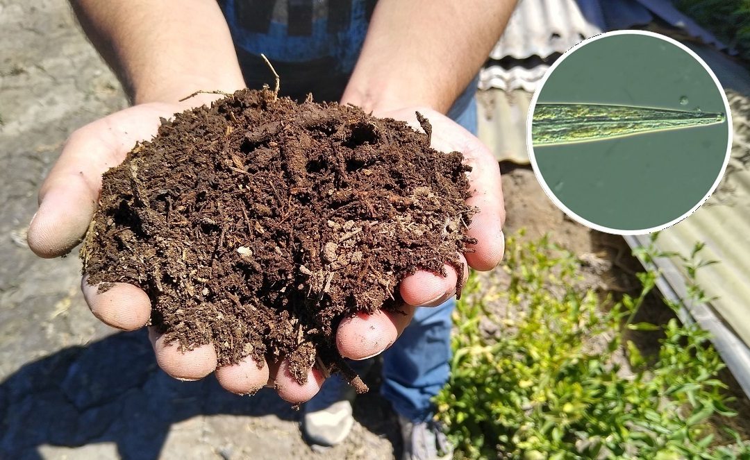 INIA La Platina publica nueva ficha técnica sobre el uso de nematodos como bioindicadores de la salud del suelo