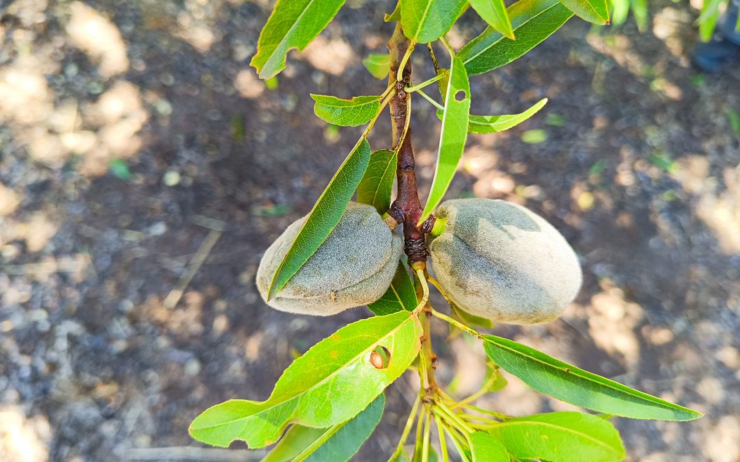 Seminario INIA abordará la presencia de enfermedades en  la producción regional de almendro