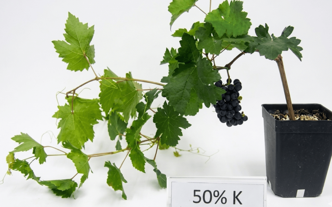 INIA La Platina identifica cuáles son los niveles óptimos de potasio para mejorar la calidad de la uva en variedad Tempranillo