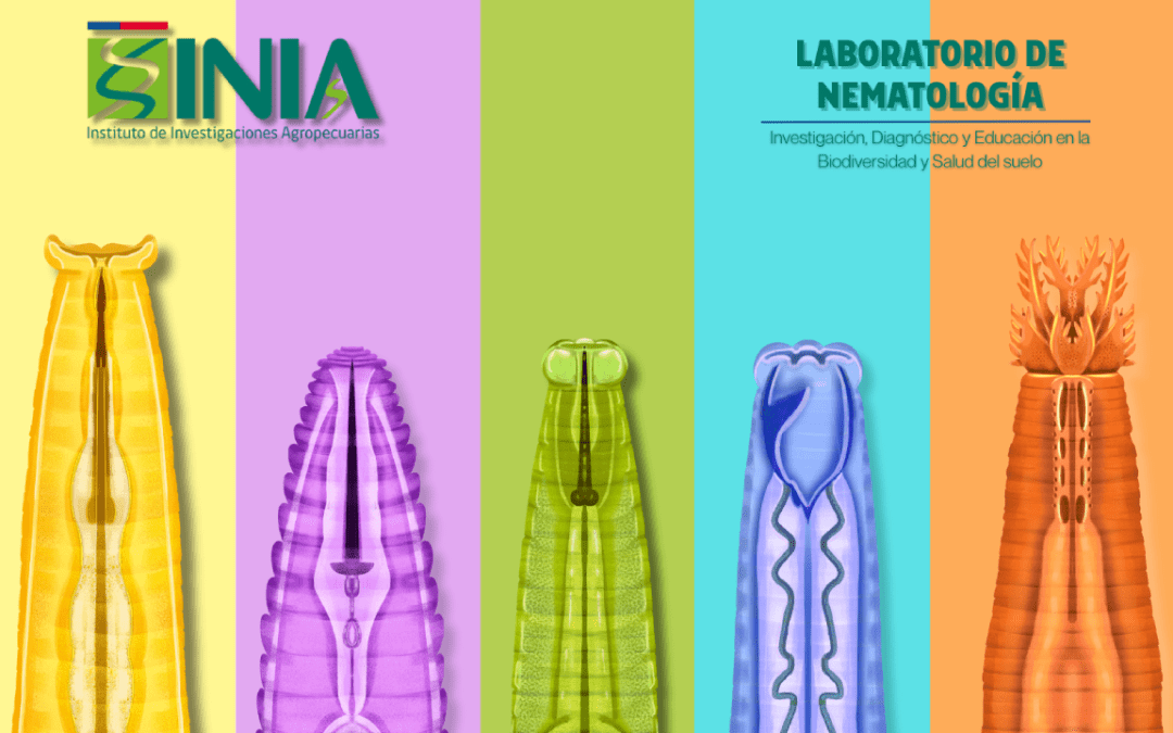 Diagnóstico, biodiversidad y microbioma: el trabajo del Laboratorio de Nematología de INIA