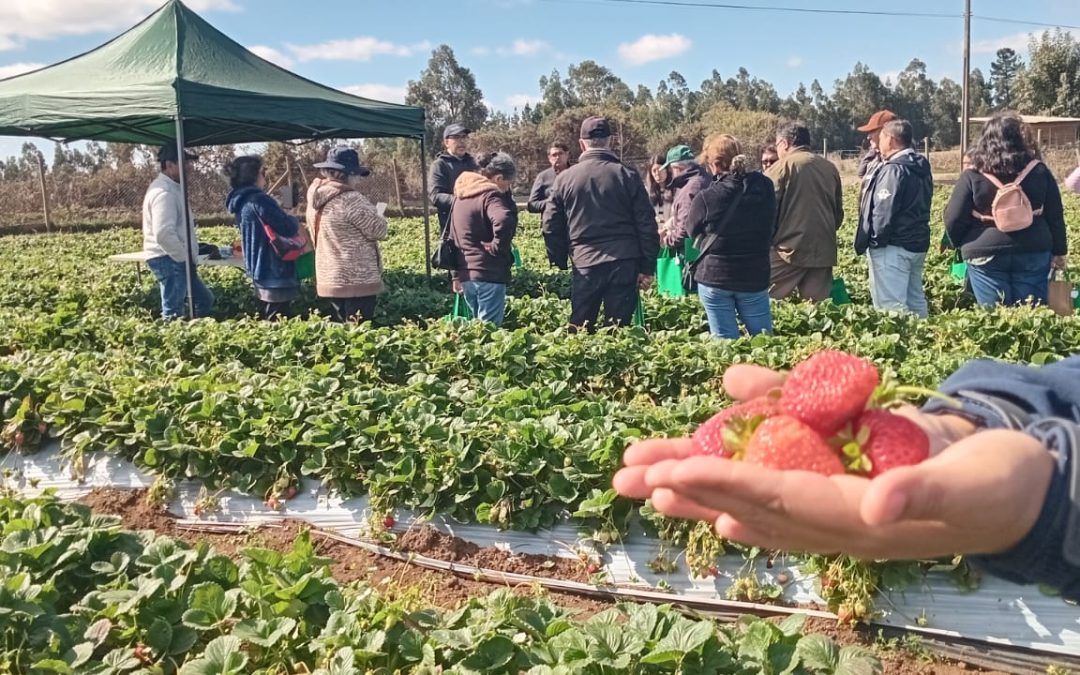 En Día de Campo: Gobierno Regional e INIA Carillanca relevan el trabajo asociativo