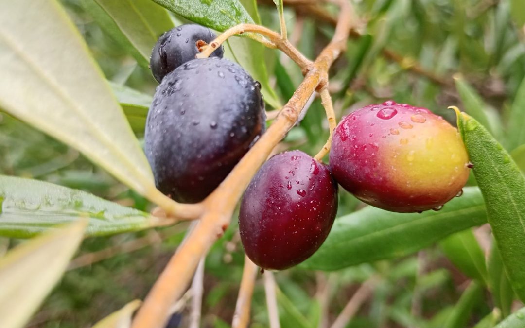 INIA y FIA impulsan producción del aceite de oliva más austral de Chile con innovador proyecto en La Araucanía