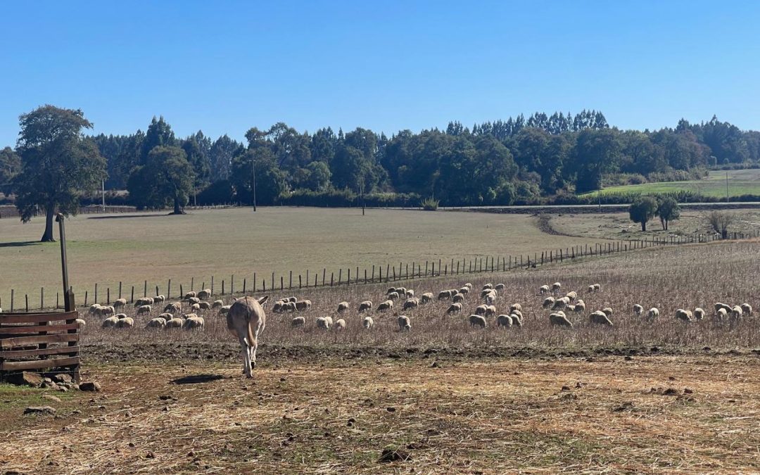 Proyecto CORFO ejecutado por INIA apuesta por frenar ataques de perros asilvestrados en La Araucanía
