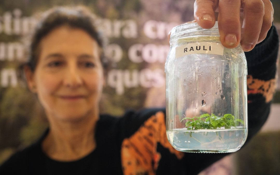 Convocatoria abierta: presenta tu trabajo en el IX Congreso Nacional de Flora Nativa