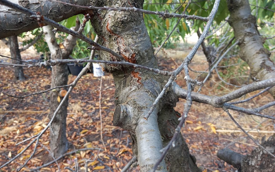 INIA abordará enfermedades de la madera en frutales de carozo e innovador sistema de detección en O’Higgins