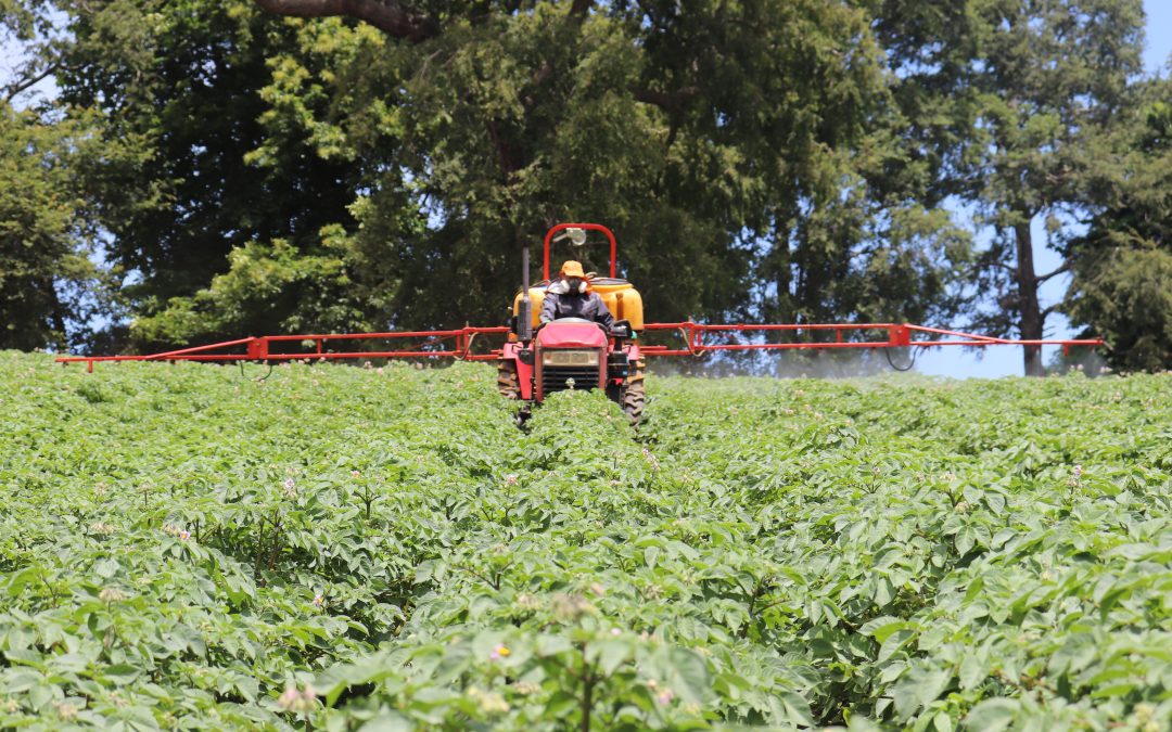 Papa Huella Cero impulsará transición agroecológica del cultivo de papa en La Araucanía