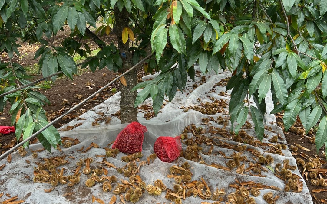 En Perquenco realizan primer taller de cosecha de castaño para fortalecer la sanidad y productividad del cultivo en La Araucanía